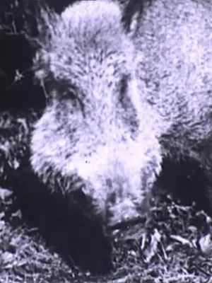 Постер: Chasse au sanglier