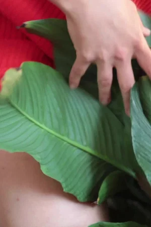 Постер: WET STREAMING III - fuck my ficus