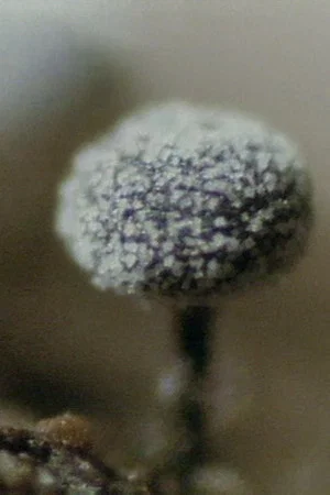 Постер: The Life History of True Slime Molds