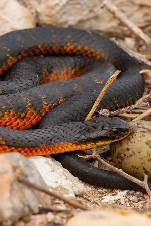 Постер: L'île aux serpents