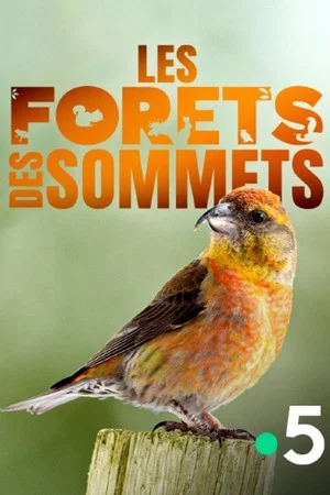 Постер: Les forêts des sommets