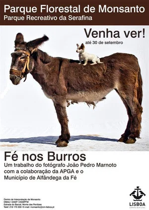 Постер: Fé nos Burros