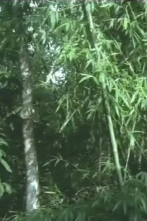 Постер: And the Bamboo Blooms