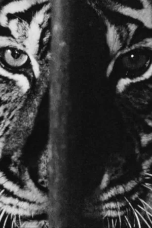 Постер: Marguerite Duras in the Lions' Den