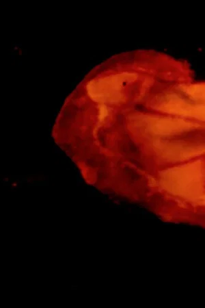 Постер: Under the Microscope