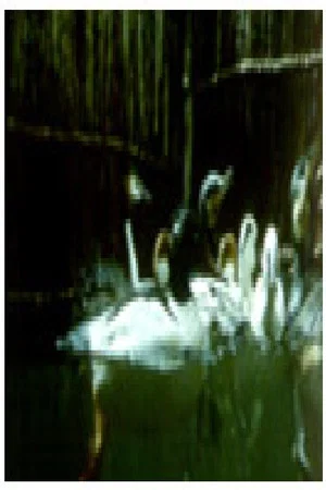Постер: Birds and Fish