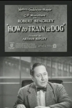 Постер: How to Train a Dog