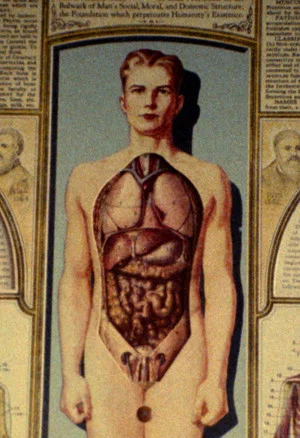 Постер: Natural History