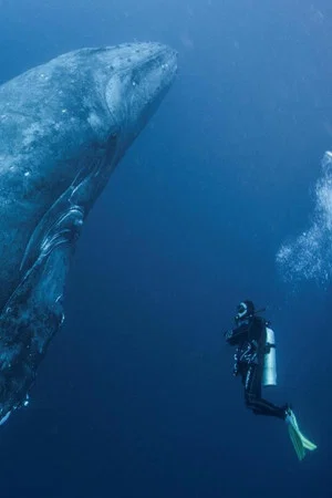 Постер: Whale Patrol