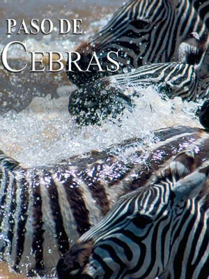 Постер: Zebras on the move