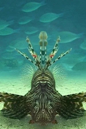 Постер: Careless Reef part 4: Marsa Abu Galawa