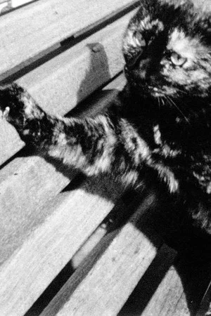 Постер: C.C. Beam Goes for a Walk
