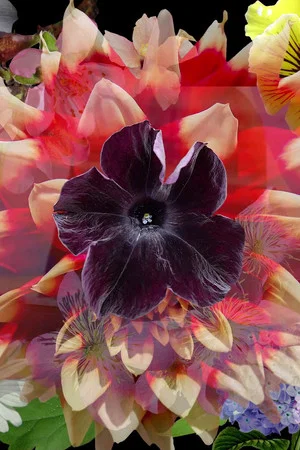 Постер: Mix Wildflower Seeds