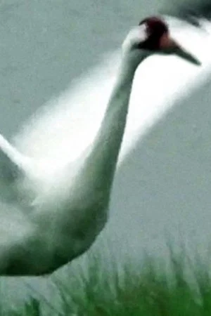 Постер: A Great White Bird