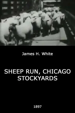 Постер: Sheep Run, Chicago Stockyards