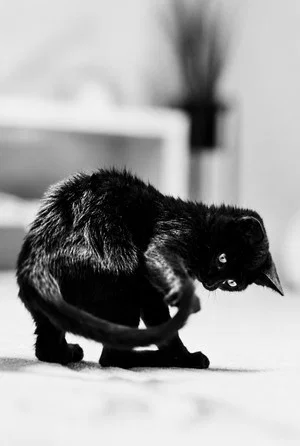 Постер: Chasing my Tail