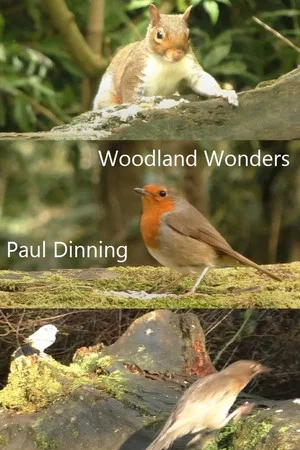 Постер: Woodland Wonders