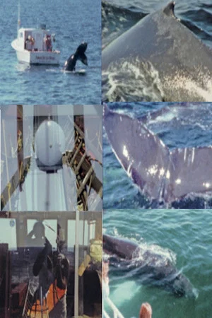 Постер: Whale Watch (2)