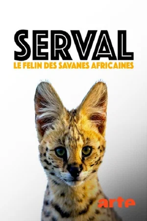 Постер: Servale - Afrikas unbekannte Katzen