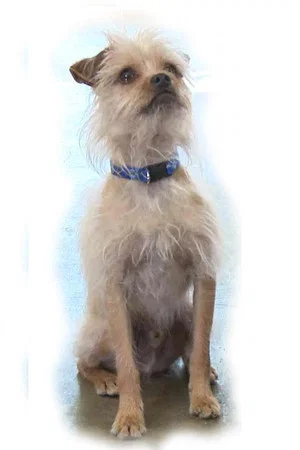 Постер: Pretty Little Doggie