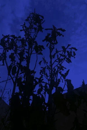 Постер: The Night