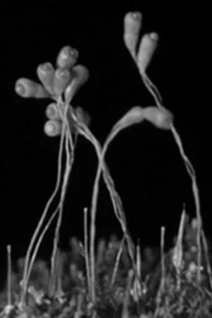 Постер: The Plants of the Pantry