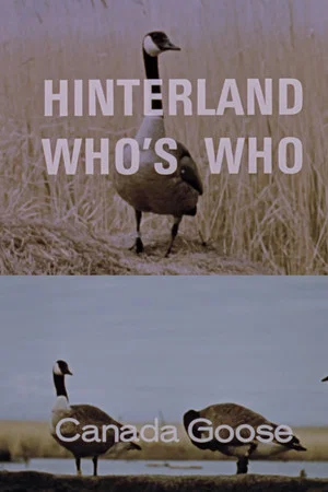 Постер: Hinterland Who's Who: Canada Goose