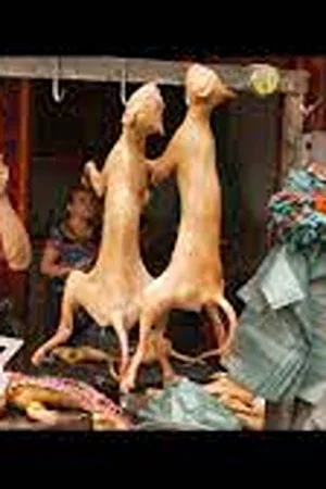 Постер: Dining on Dogs in Yulin