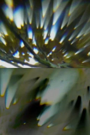 Постер: Through the Lens