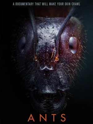 Постер: Ants