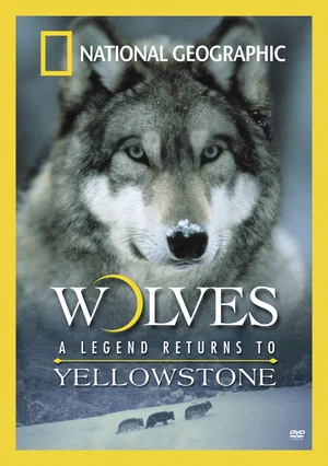 Постер: Wolves: A Legend Returns to Yellowstone