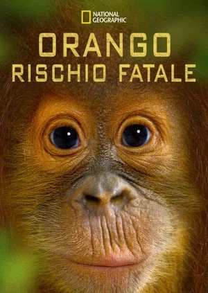 Постер: Orango rischio fatale