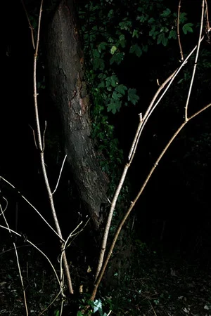 Постер: Cyclothymia of a Land