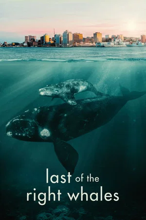 Постер: Last of the Right Whales