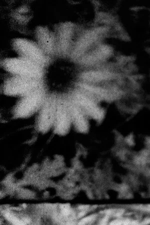 Постер: Petals and Feathers