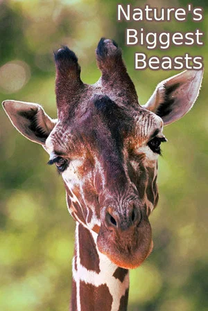 Постер: Nature's Biggest Beasts
