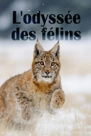 Постер: The Odyssey Of Felines