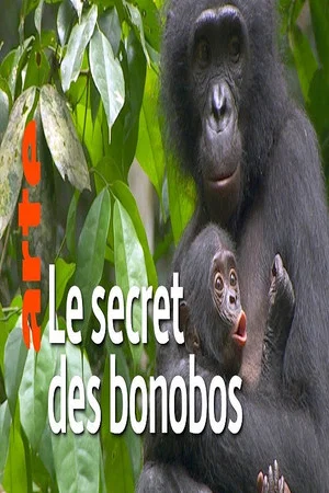 Постер: La vie cachée des bonobos