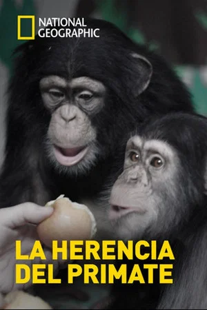 Постер: The Human Ape
