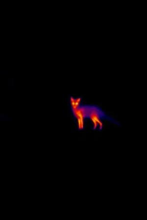 Постер: Laika