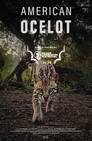 Постер: American Ocelot