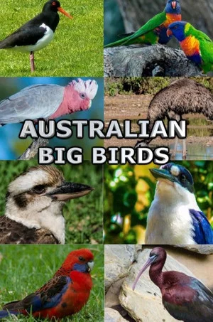 Постер: Australian Big Birds