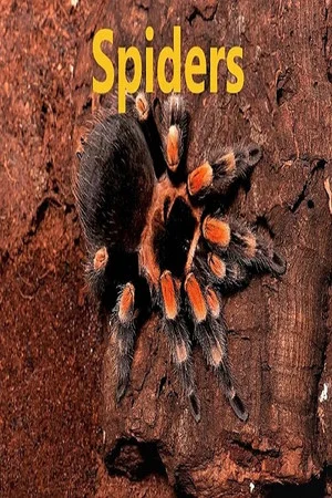 Постер: Spiders