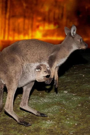 Постер: Bushfire Animal Rescue