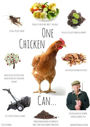 Постер: Permaculture Chickens