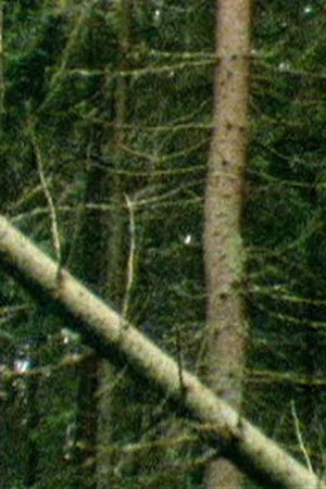 Постер: A Forest