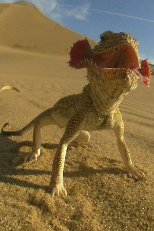 Постер: Planet of the Reptiles