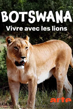 Постер: Botswana, Leben mit Löwen