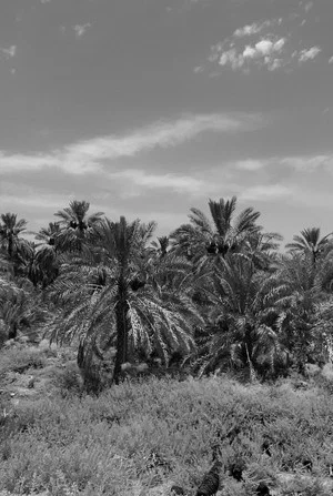 Постер: A Garden of Palm Trees