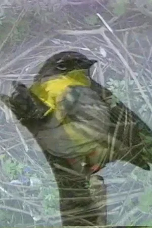 Постер: Why Not a Sparrow